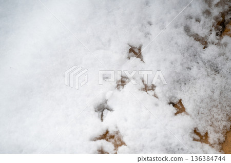 Bird footprints in the snow - so cute 136384744