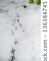 Bird footprints in the snow - so cute 136384745