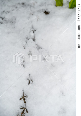 Bird footprints in the snow - so cute 136384745
