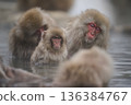 A monkey entering a hot spring 136384767