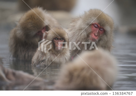 A monkey entering a hot spring 136384767