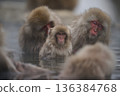 A monkey entering a hot spring 136384768