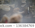 A monkey on a hot spring 136384769