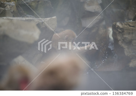 A monkey on a hot spring A monkey on a hot spring 136384769