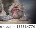 A monkey entering a hot spring 136384770