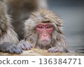 A monkey entering a hot spring 136384771
