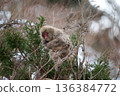 Japanese macaques perched on a tree branch 136384772