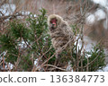Japanese macaque walking in the snow 136384773