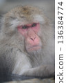 A monkey entering a hot spring 136384774
