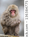 Staring monkey 136384775