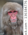A monkey on a hot spring 136384776