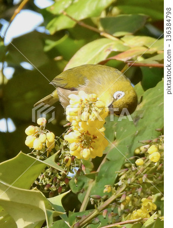 White-eye White-eye 136384798