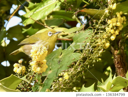 White-eye 136384799