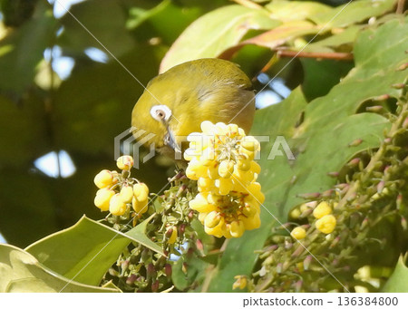 White-eye White-eye 136384800