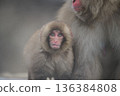 Staring monkey 136384808
