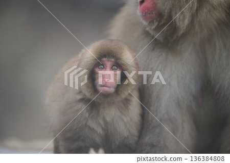 Staring monkey 136384808