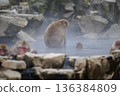 Japanese monkeys in hot springs 136384809