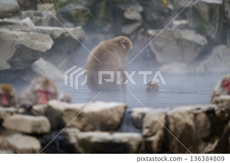 Japanese monkeys in hot springs 136384809