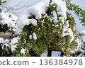Snow on mimosa in early spring 136384978