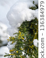 Snow on mimosa in early spring 136384979