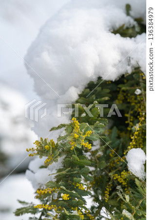 Snow on mimosa in early spring 136384979