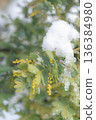 Snow on mimosa in early spring 136384980