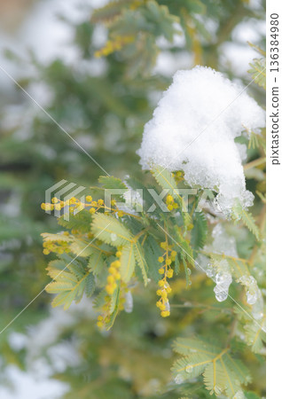 Snow on mimosa in early spring 136384980