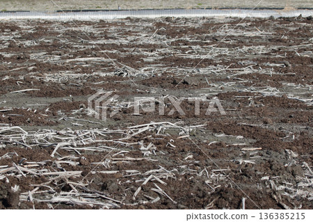在蓮藕田撒施堆肥 136385215