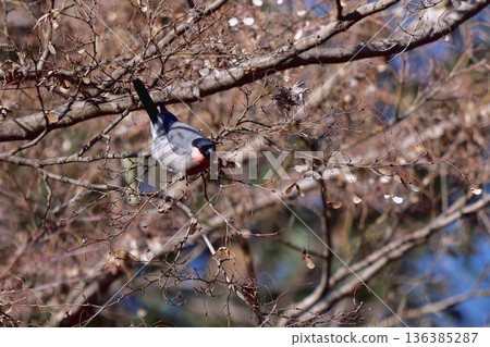 A lizard perched on a tree 136385287