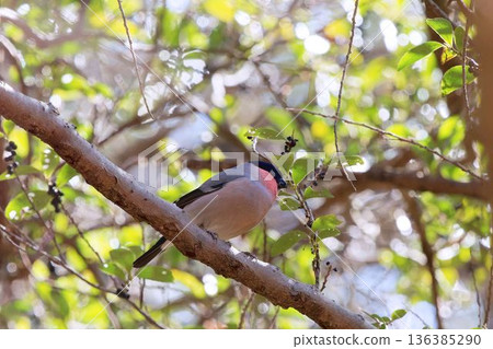 A lizard perched on a tree 136385290