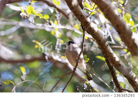 A lizard perched on a tree A lizard perched on a tree 136385293
