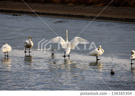 Swans flying over the water Swans flying over the water 136385304