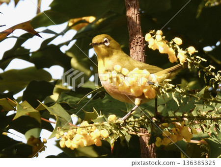 White-eye White-eye 136385325