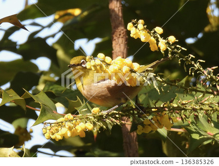 White-eye White-eye 136385326