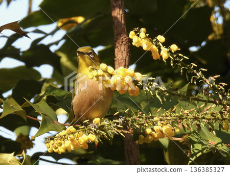 White-eye White-eye 136385327