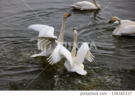 Flapping swan Flapping swan 136385337