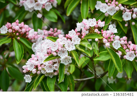 山月桂（美國杜鵑花）花店的仙客來 136385481