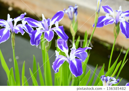 兔耳鳶尾“Maikujyaku” 兔耳鳶尾“Maikujyaku” 136385482