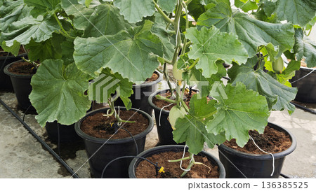 Cantaloupe melon plants are growing in the greenhouse Cantaloupe melon plants are growing in the greenhouse 136385525