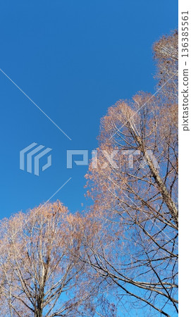 Winter trees Winter trees 136385561