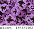 Pink thyme flowers 136385568