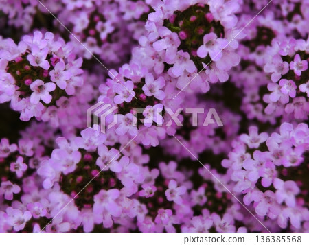 粉紅色的百里香花 粉紅色的百里香花 136385568