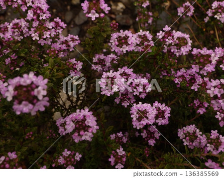 Pink thyme flowers 136385569