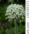 Young onion seeds 136385571