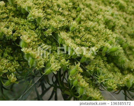 Young carrot seeds 136385572