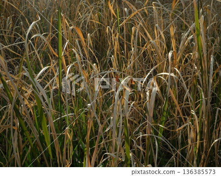 晨曦中枯草的景象 136385573