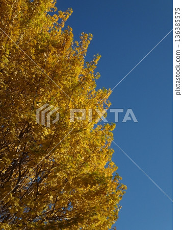 Blue sky and yellow leaves of ginkgo tree 136385575