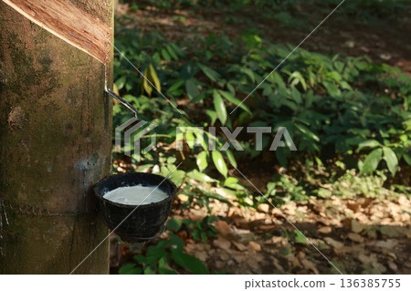 Rubber tree (Hevea Brasiliensis) and droping of latex in the bowl. Rubber tree (Hevea Brasiliensis) and droping of latex in the bowl. 136385755