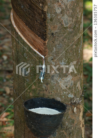 Rubber tree (Hevea Brasiliensis) and droping of latex in the bowl. 136385757