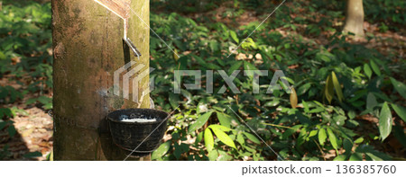 Rubber tree (Hevea Brasiliensis) and droping of latex in the bowl. Rubber tree (Hevea Brasiliensis) and droping of latex in the bowl. 136385760